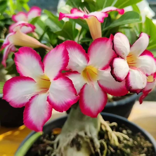 Adenium obesum (Rosa del deserto)