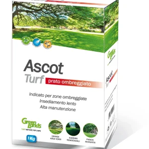 Sementi per prato ombreggiato: Ascot  1kg
