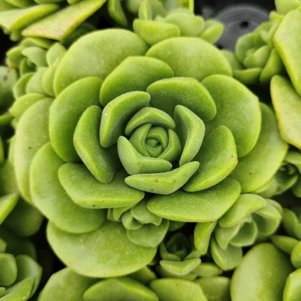 Aeonium Lily Pad