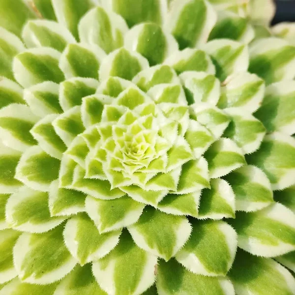 Aeonium ‘Emerald Ice’ variegata - immagine 2