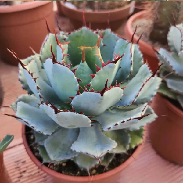 Agave Kissho Kan (Butterfly Agave)