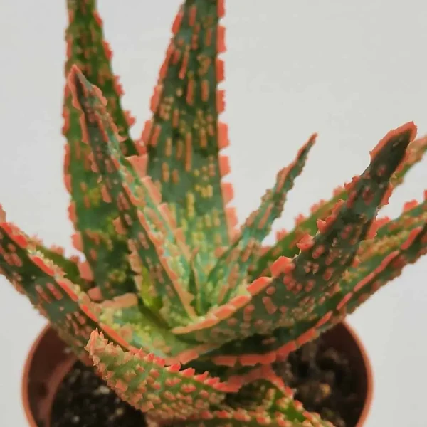 Aloe ‘Bright Star’ - immagine 2