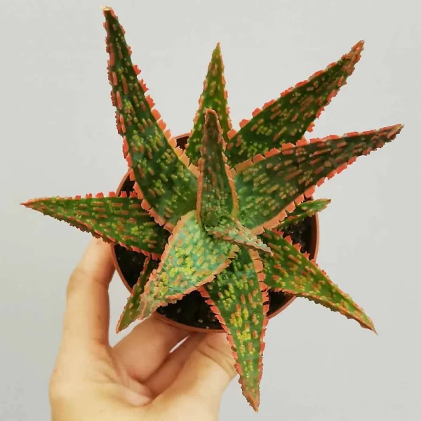 Aloe ‘Bright Star’