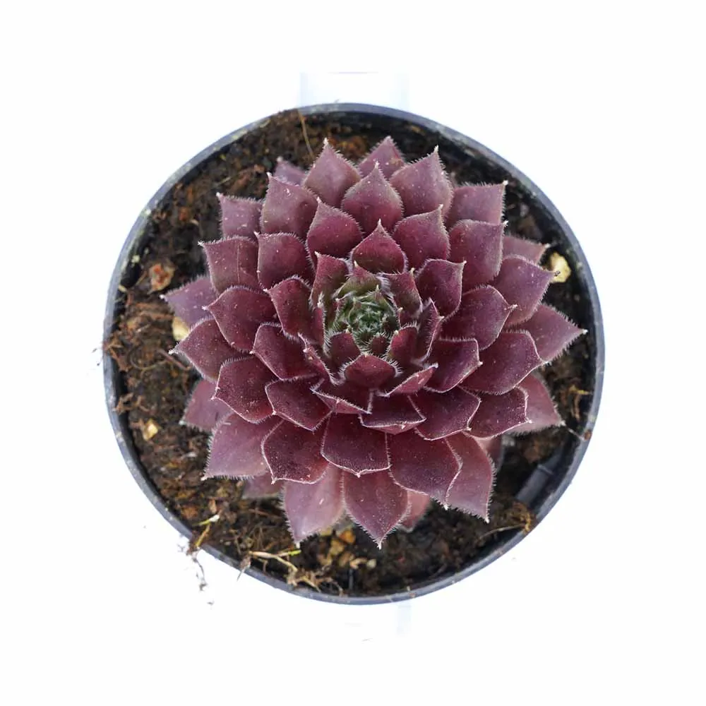 Sempervivum bordeaux queen