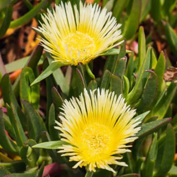 Carpobrotus edulis