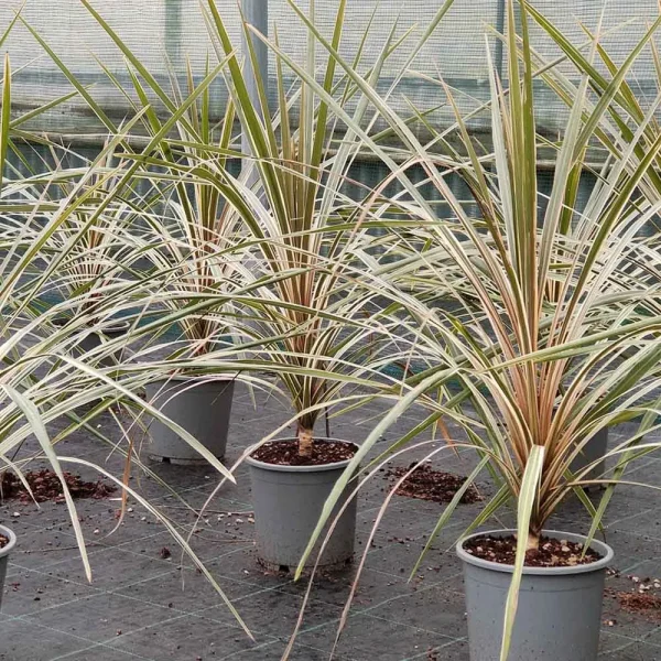 Cordyline australis variegata - immagine 2