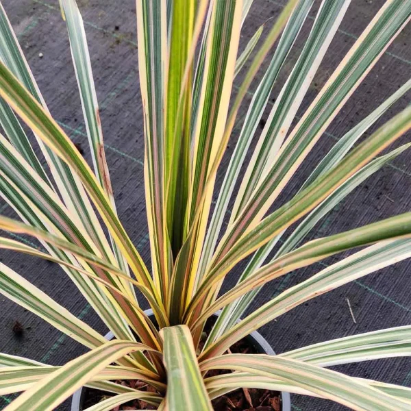 Cordyline australis variegata - immagine 3
