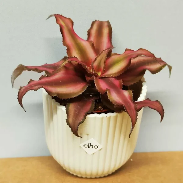 Cryptanthus Bivittatus Red Starlight