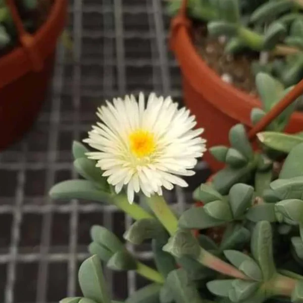 Delosperma lehmannii (Corpuscularia)