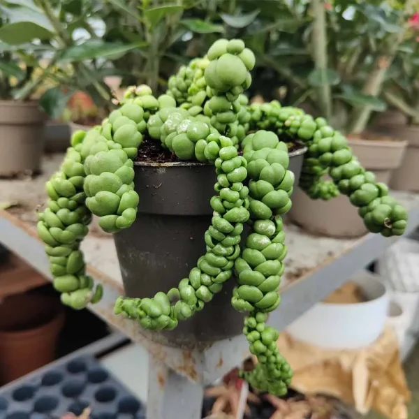 Dischidia nummularia ‘Pangolin Kisses