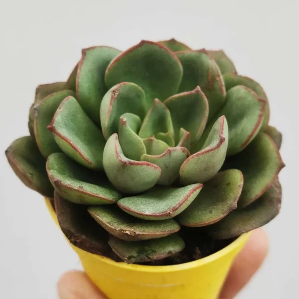 Echeveria moranii - immagine 2