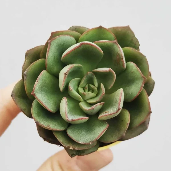 Echeveria moranii