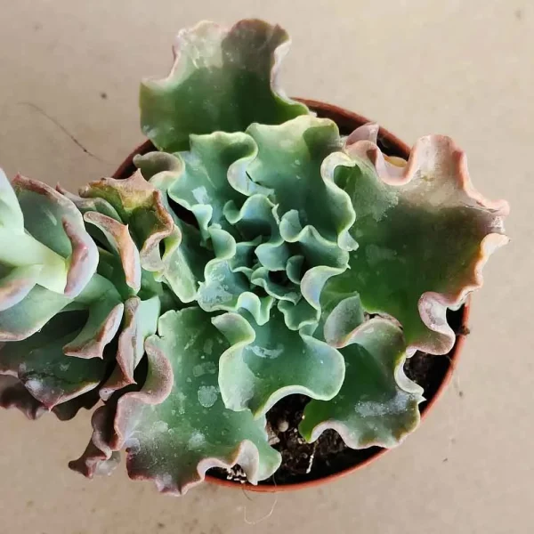 Echeveria Curly locks