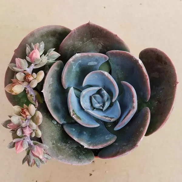 Echeveria Dusty Rose - immagine 2