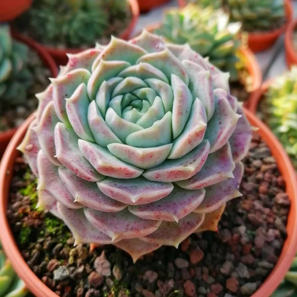 Echeveria hyalina - immagine 2