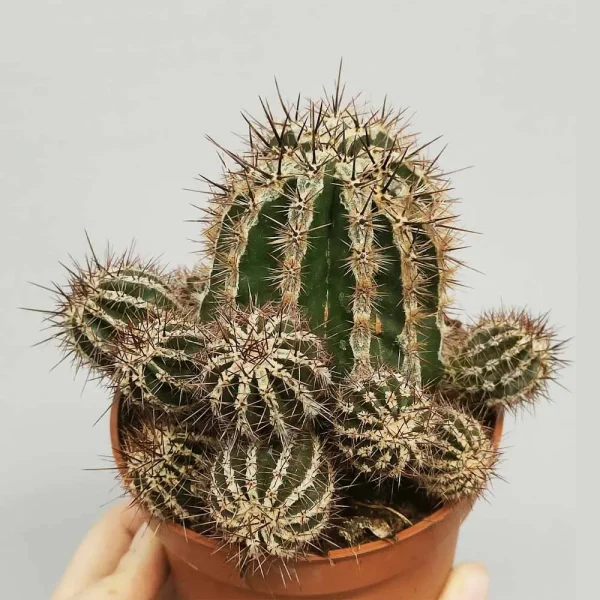 Echinopsis cv Haku-jo Maru