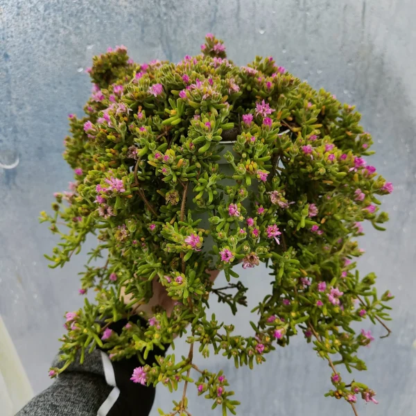 Drosanthemum Hispidum (Barba di Giove)