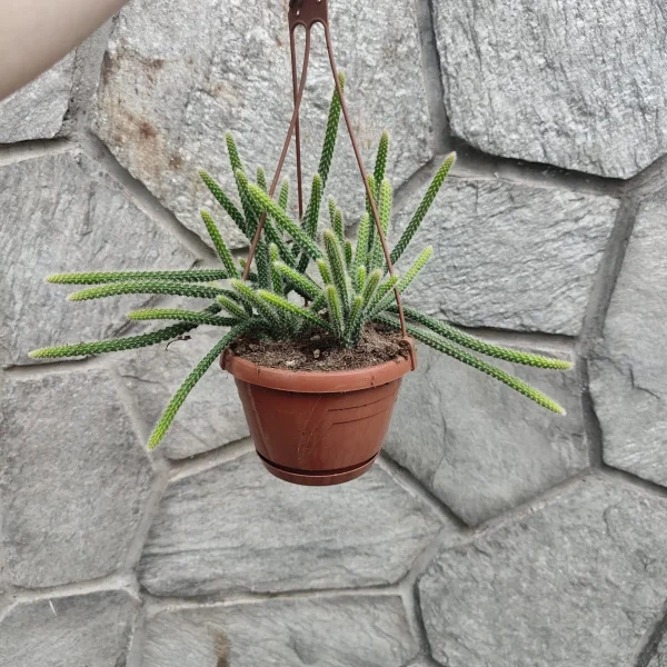 Aporocactus flagelliformis (Coda di topo) - immagine 2