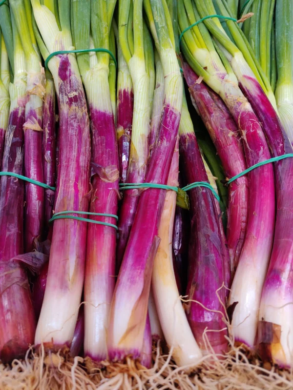 Aglio fresco rosso 100% Abruzzo (1 mazzo) GM