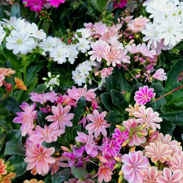 Lewisia mix