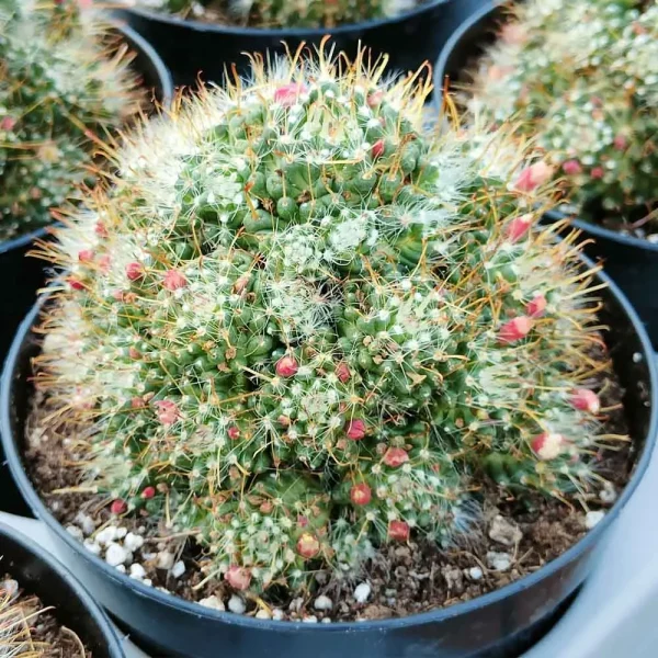 Mammillaria cv “Golden navajo”