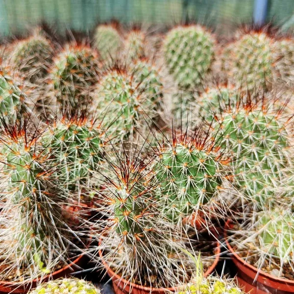 Opuntia polyacantha - immagine 2