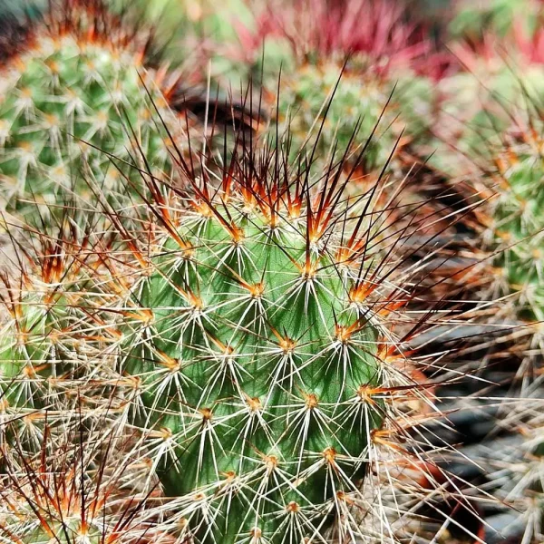 Opuntia polyacantha - immagine 3