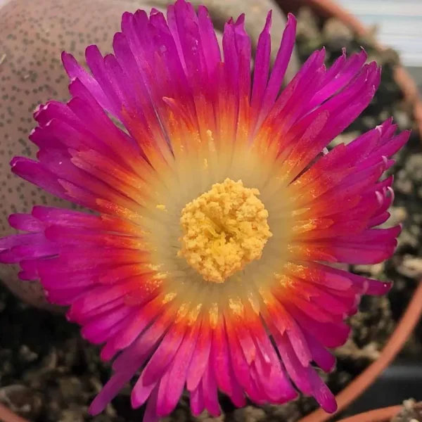 Pleiospilos nelii ‘Royal Flush’