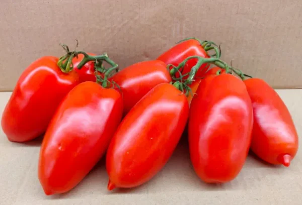 Pomodori San Marzano (20kg) GM