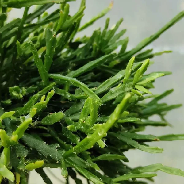 Rhipsalis ewaldiana - immagine 2