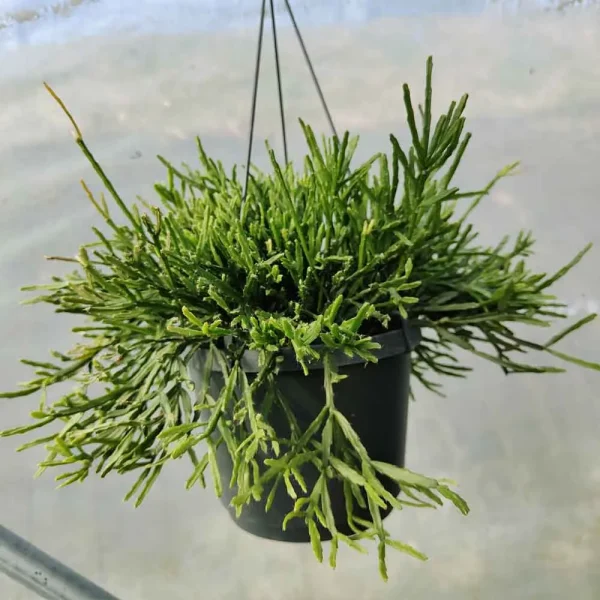 Rhipsalis ewaldiana