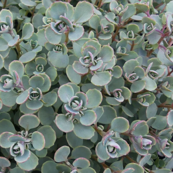 Sedum cauticola Coca Cola - immagine 2