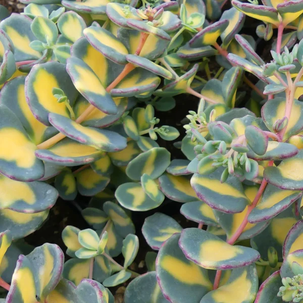 Sedum sieboldii variegato
