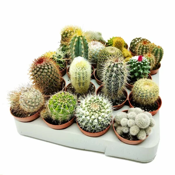 set piantine grasse cactus assortite - immagine 2