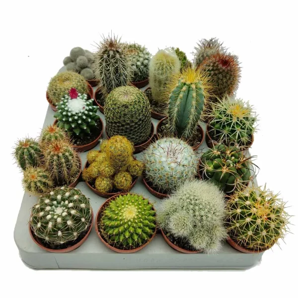 set piantine grasse cactus assortite