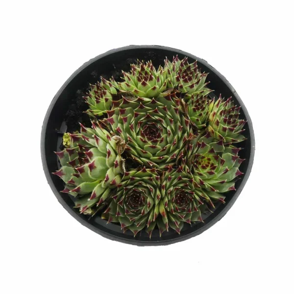 Sempervivum sir william lawrance