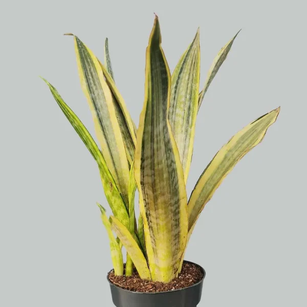 Sansevieria aubrytiana