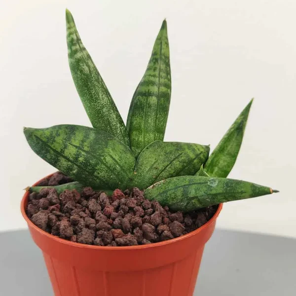 Sansevieria cylindrica boncel (Sansevieria ventaglio)