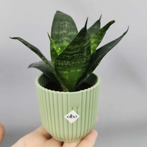 Sansevieria trifasciata “Green Hahnii”