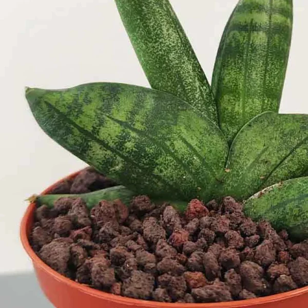 Sansevieria cylindrica boncel (Sansevieria ventaglio) - immagine 2