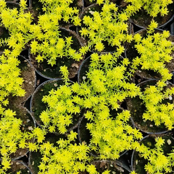 Sedum japonicum ‘Tokyo Sun’ - immagine 2