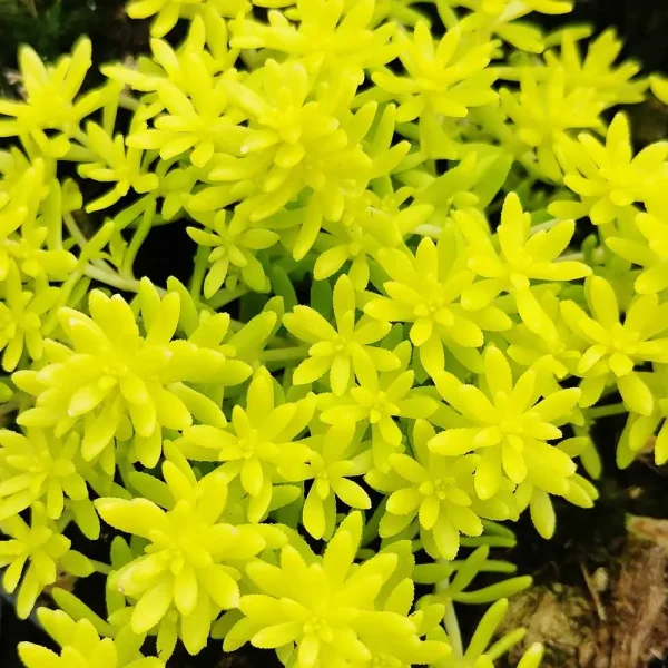 Sedum japonicum ‘Tokyo Sun’