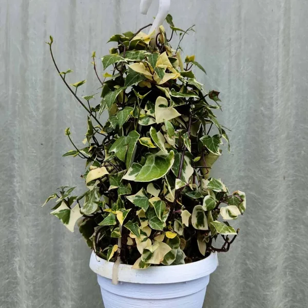 Senecio macroglossus variegatus