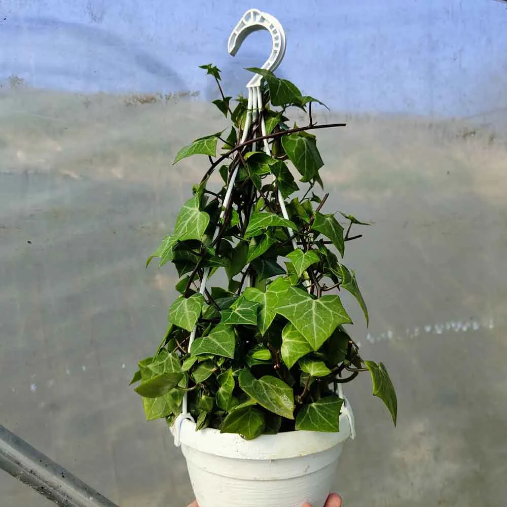 Senecio macroglossus (edera del Kenya)
