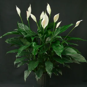 Spathiphyllum vaso 14