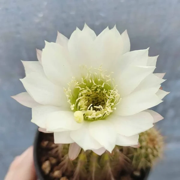 Trichocereus hybrid bianco