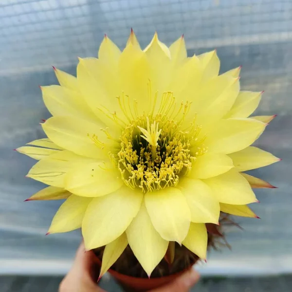 Trichocereus hybrid giallo