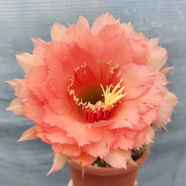 Trichocereus hybrid rosa cipria