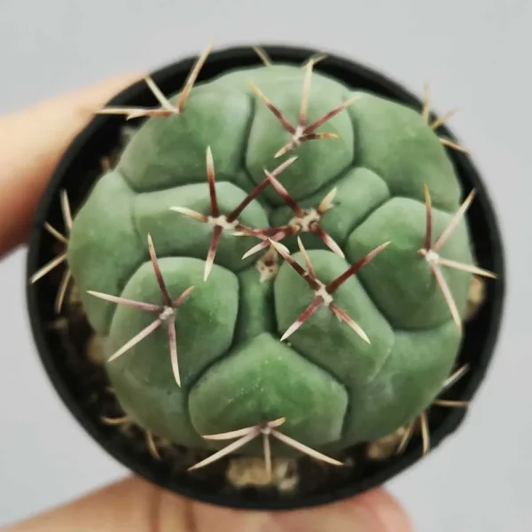 Thelocactus hexaedrophorus - immagine 3