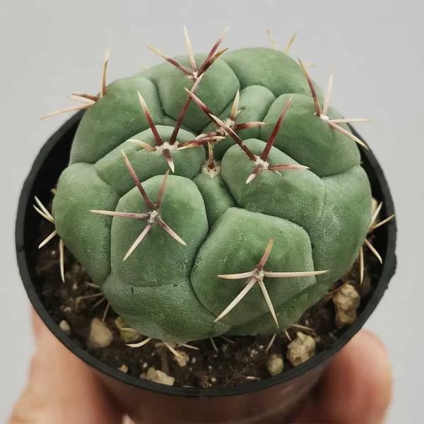 Thelocactus hexaedrophorus - immagine 2